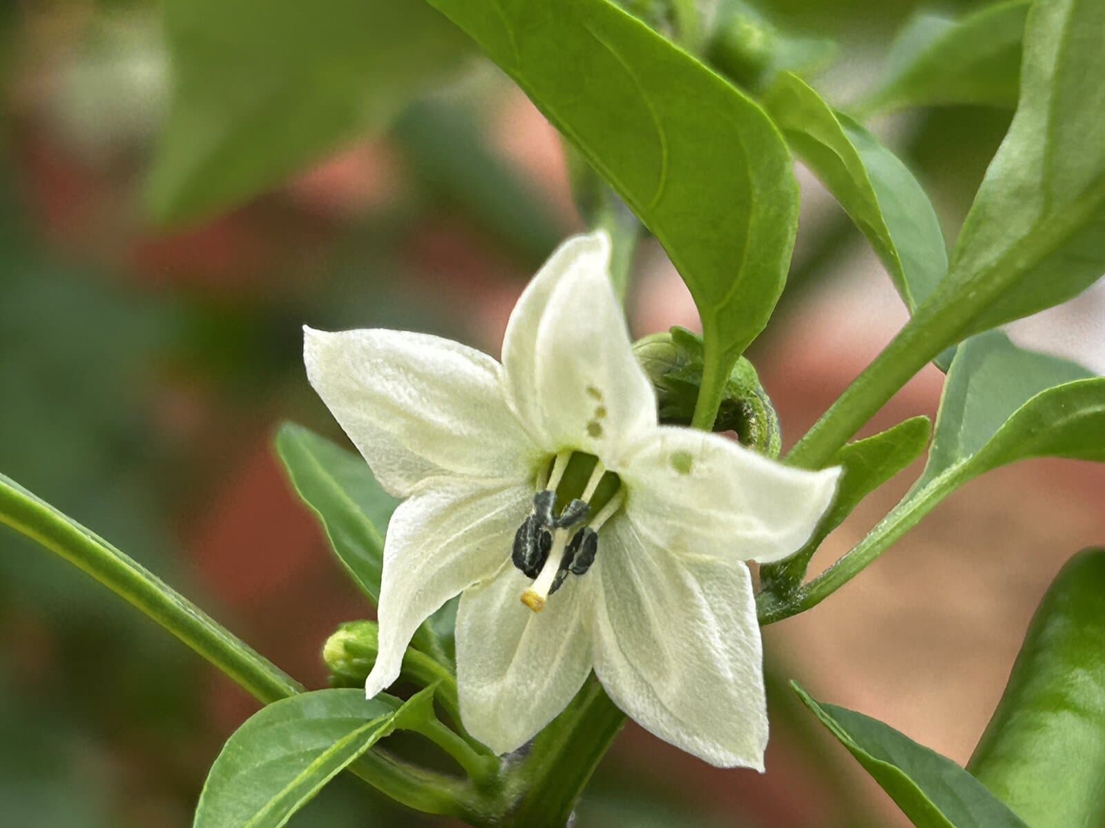 Flor de chile en macro — el inicio de cada salsa DOSIS