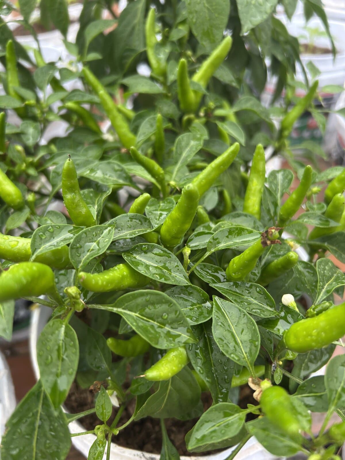 Carolina Reaper y Trinidad Scorpion cultivados en terraza de Caracas — DOSIS Picante