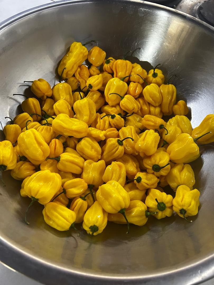 Ajíes amarillos frescos en bandeja — materia prima DOSIS Picante