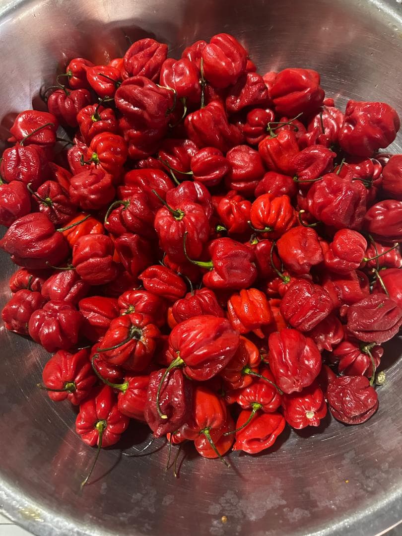 Habaneros rojos maduros en bandeja de acero — materia prima DOSIS Picante